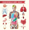 Організм людини. Система органів тіла людини та їх значення для життя людини .